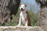 CHIOTS - PUPPIES